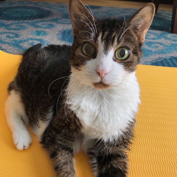 Meet The Posher 🌸🛍👋🏻 - Picture 5 of 8